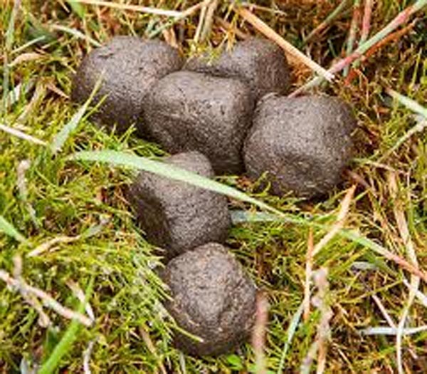 wombat%2Bpoo.jpg