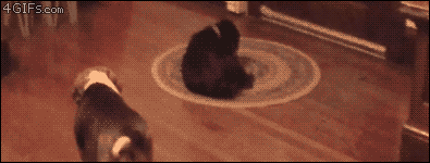 5HApLaL.gif