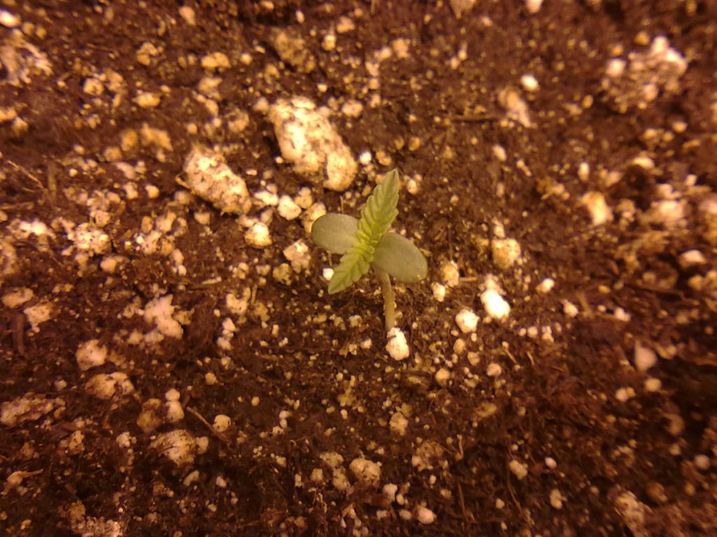 DAY5_PLANT3.jpg