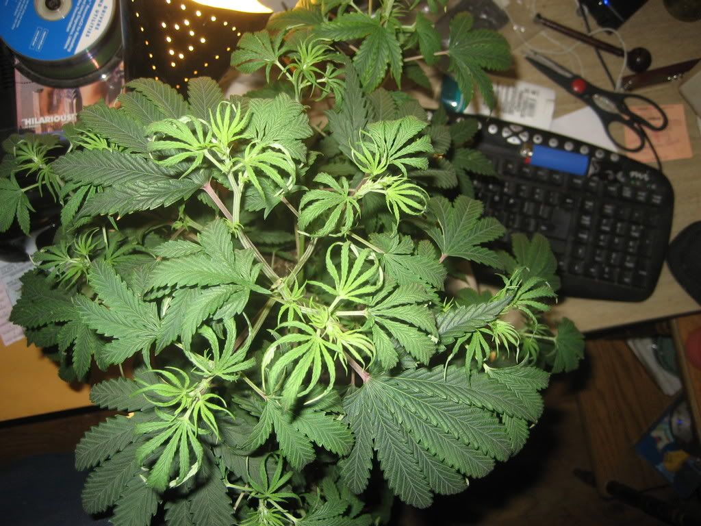 junior005.jpg