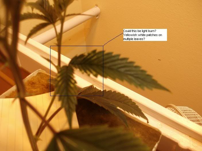LightBurn2.jpg