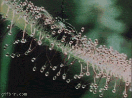 1239023629_plant-eating-fly.gif
