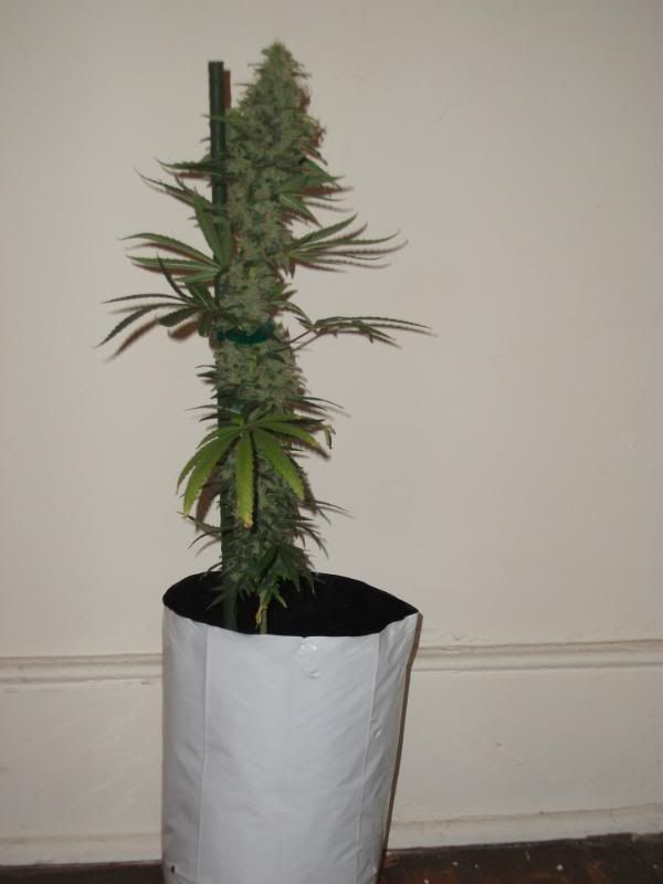 DSCF4172.jpg