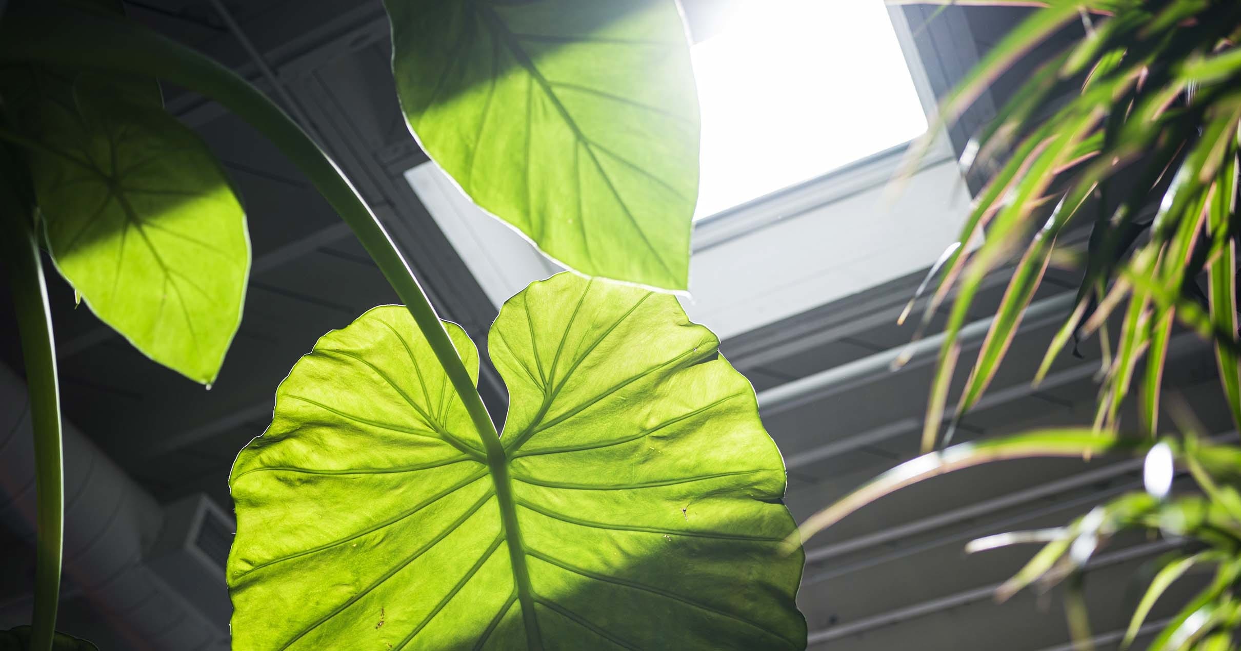 whyskylights.com