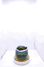 tumblr_loup9hgXPs1qmdqajo1_250.gif