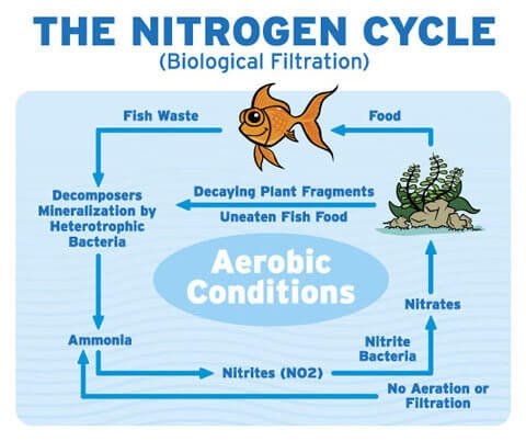 nitrogen_cycle.jpg