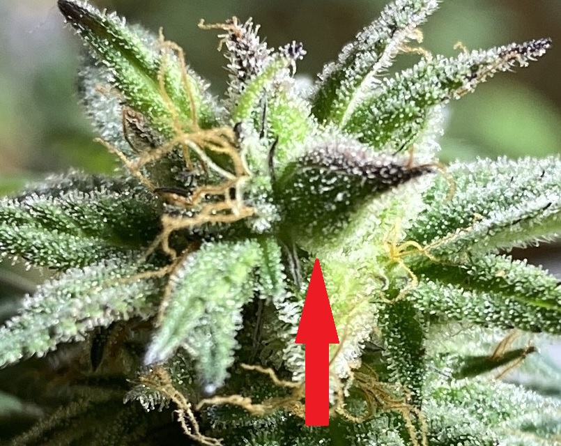 seedsloud3.jpg