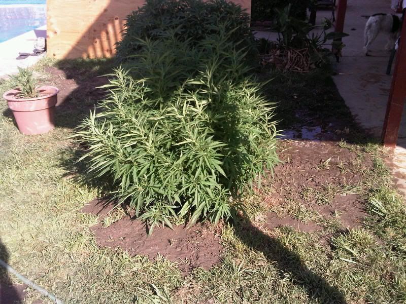 IMG00091-20110704-17061.jpg