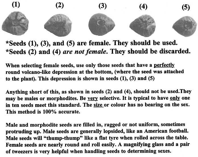 IdentifyingFemaleCannabisSeeds.jpg