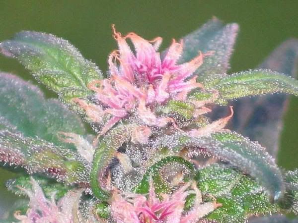 3161zindica_pink_purple_haze1.jpg