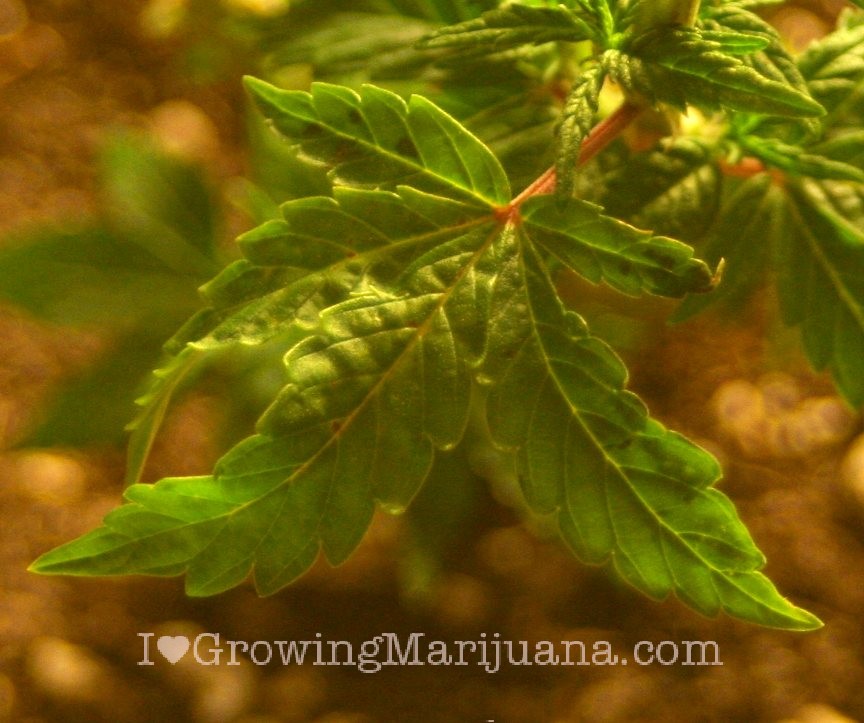 weed-ph-problems.jpg