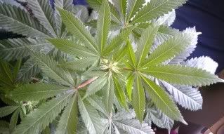 IMAG0112.jpg