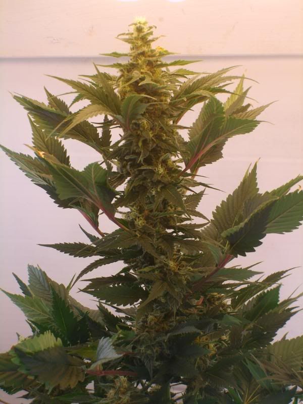 7weeksflowering005.jpg