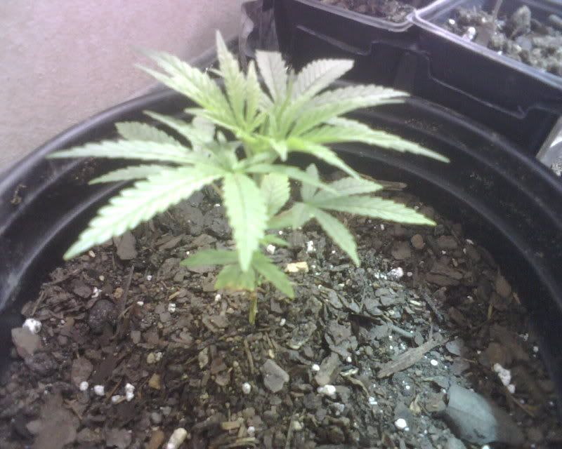 IMG00421.jpg