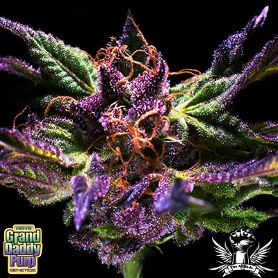 Grandaddy_Purple_Seeds_Original_GDP.jpg