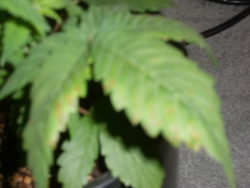 Picture001-3.jpg