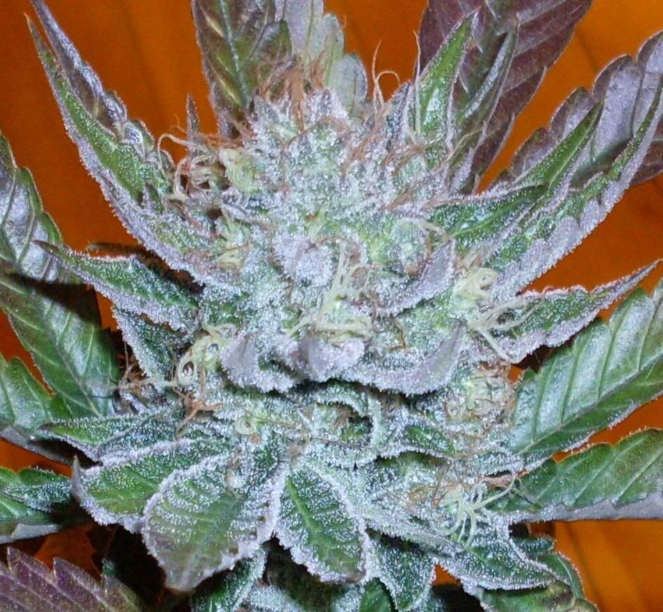 macro_nov10.jpg