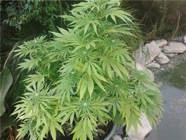 BUD4.jpg