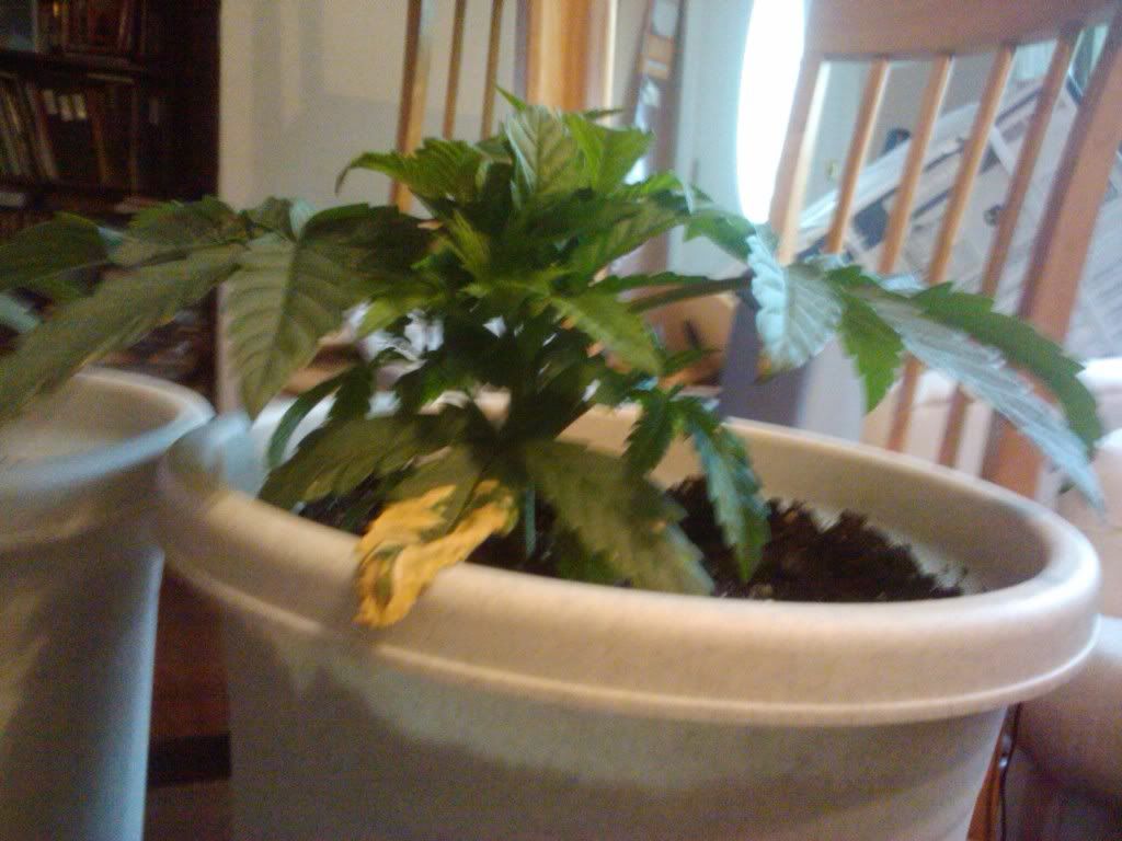 2011-08-09104556.jpg