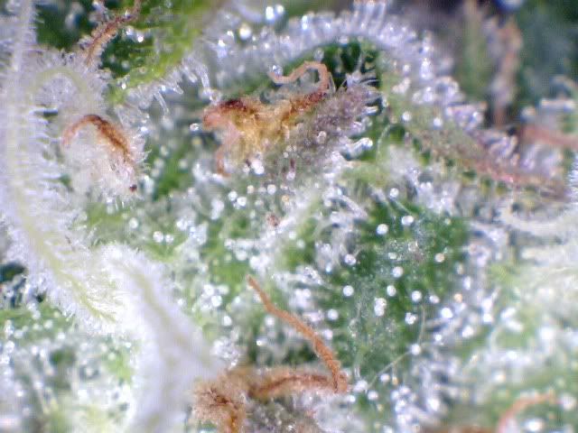 superlemonhaze.jpg