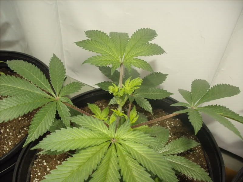 plants6005.jpg