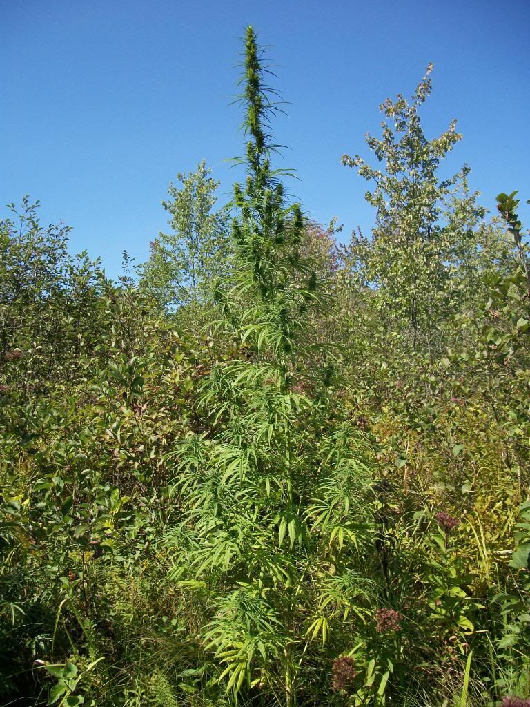 lateaugust2010173.jpg