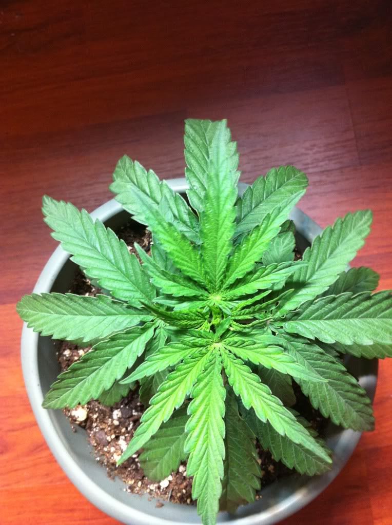 NewGrowth.jpg