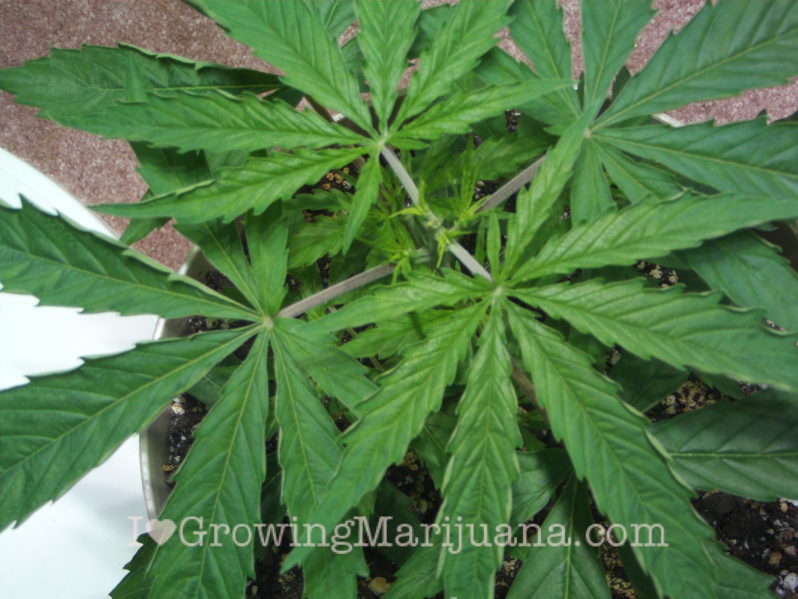03-weed-ph-levels.jpg
