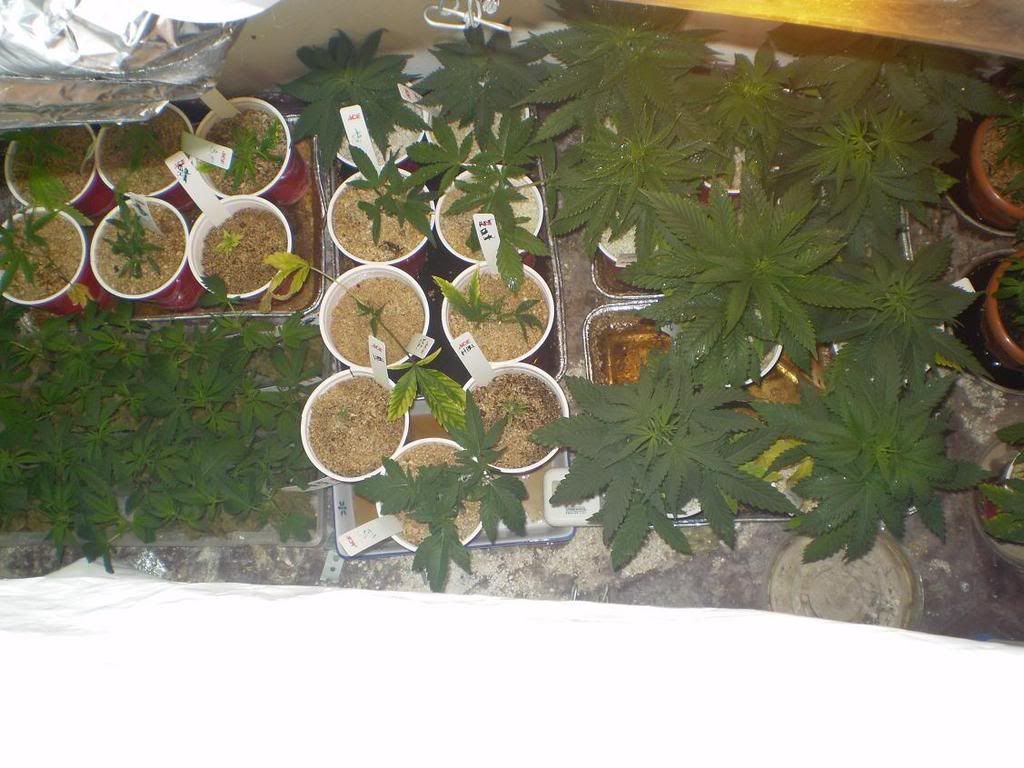 0309008.jpg