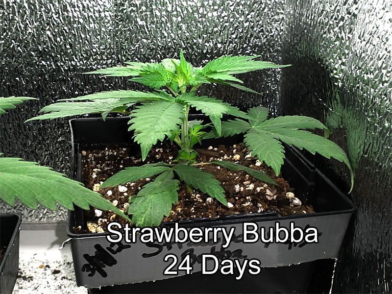 bubba.jpg