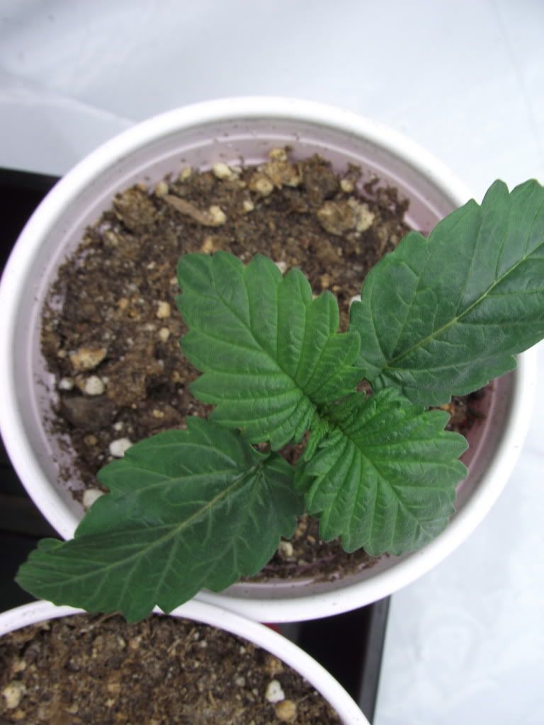 DSCF2197.jpg