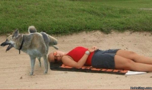 Dog_Peeing.jpg