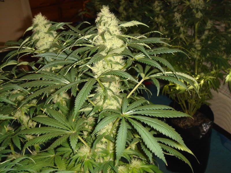 Pistils008.jpg
