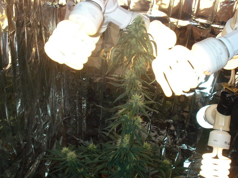 chron125.jpg