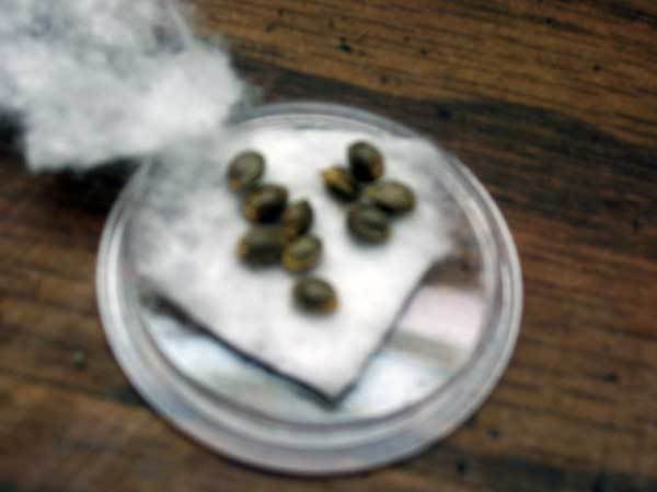 hashberry003.jpg