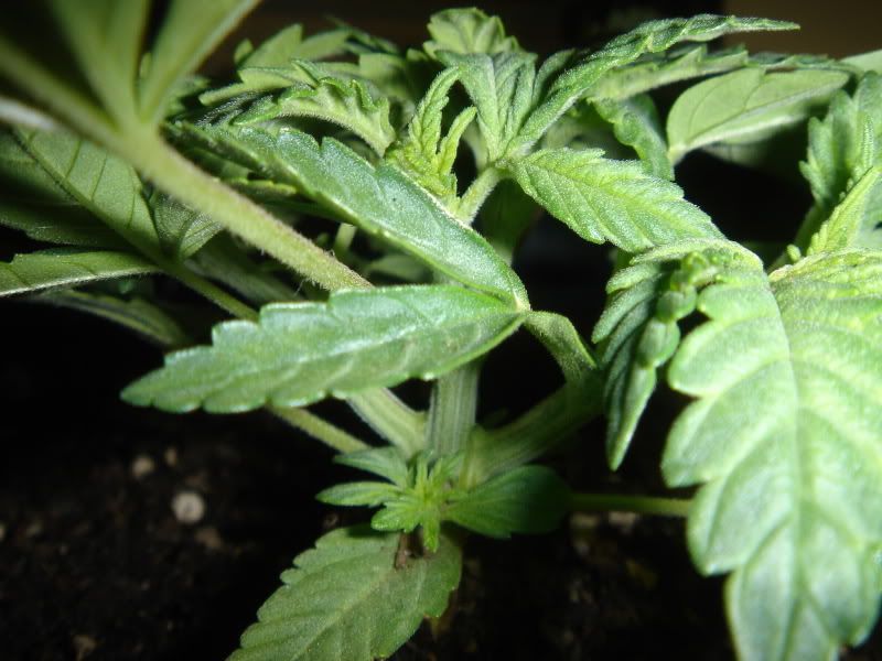 plants002.jpg