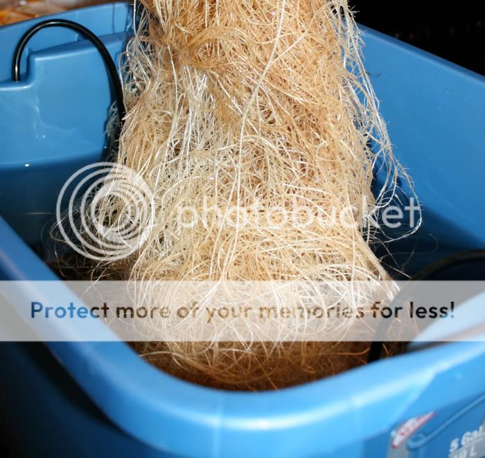 roots.jpg
