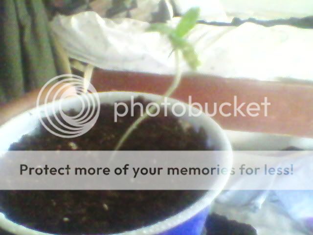 Photo-0078.jpg