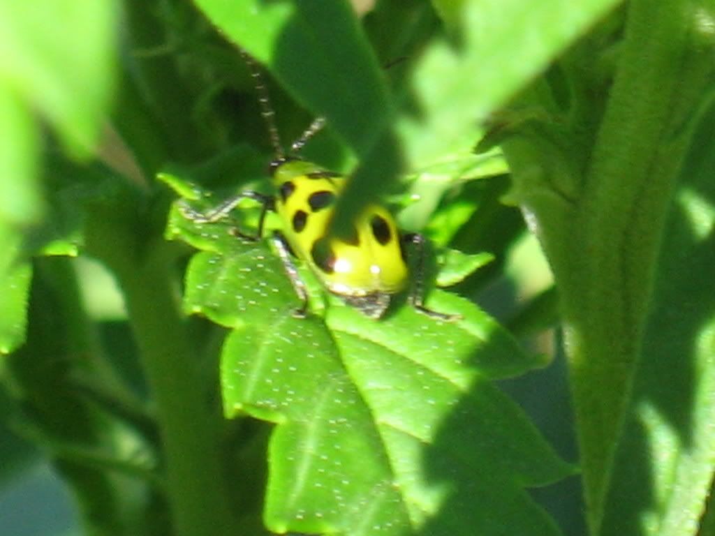 IMG_1212.jpg