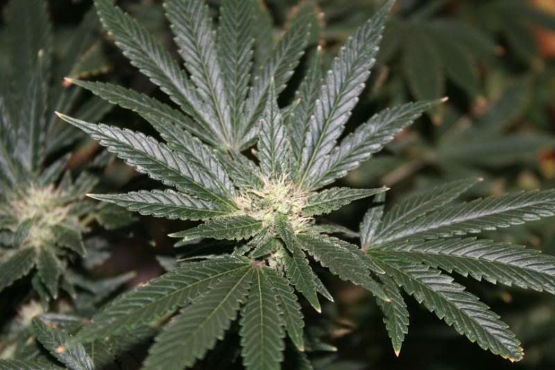 Day44Flowering004.jpg