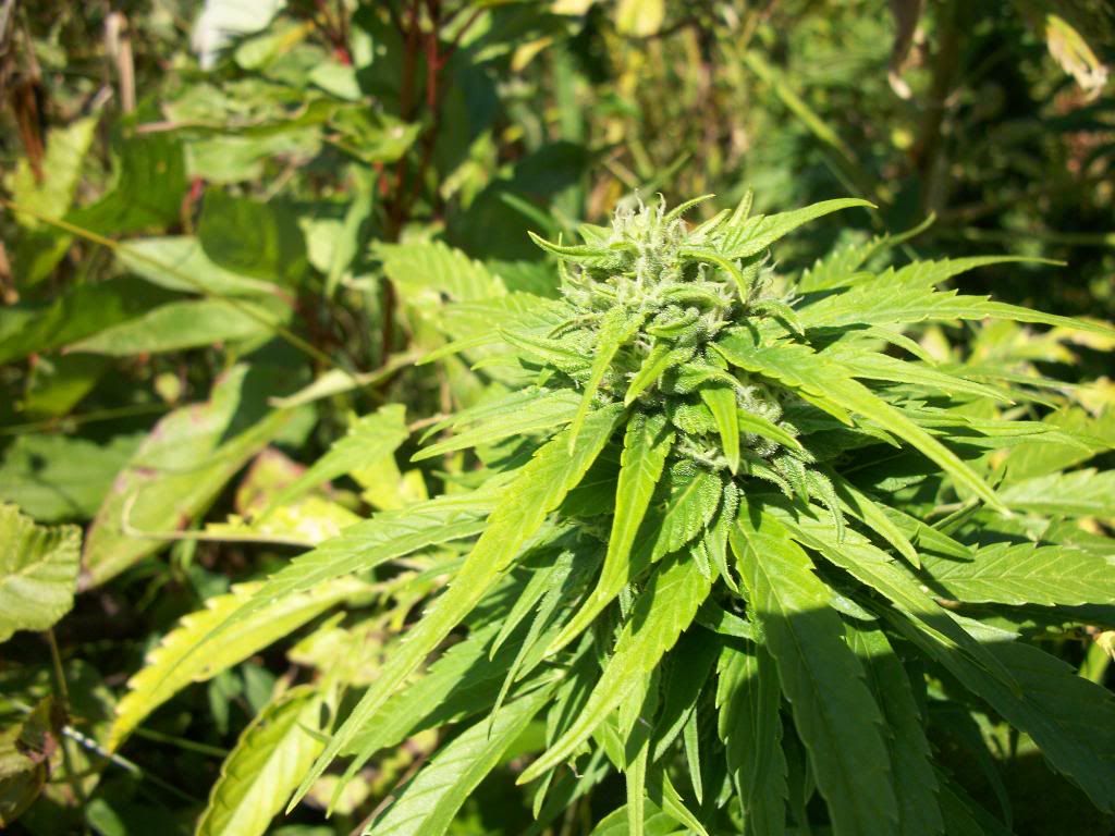 lateaugust2010181.jpg