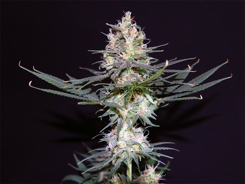 sour_cola-1.jpg