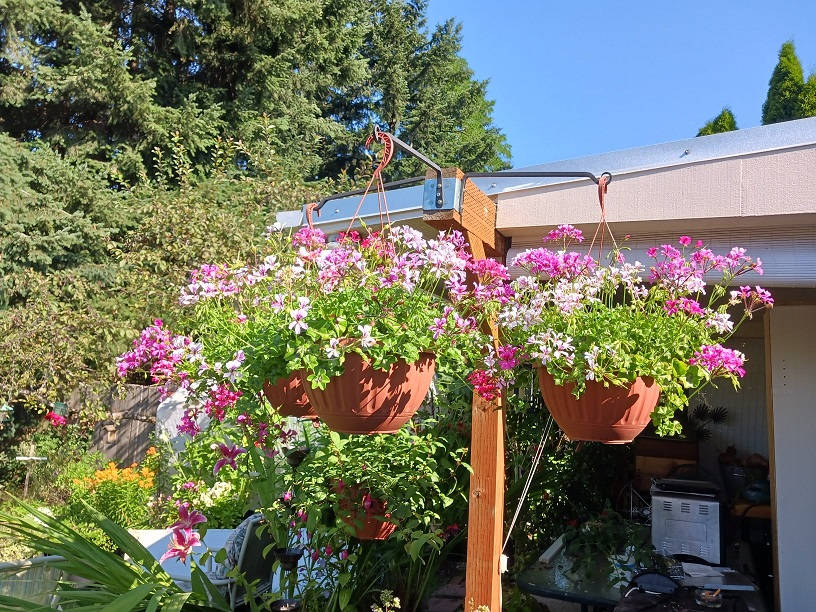 flowers-A07302022.jpg