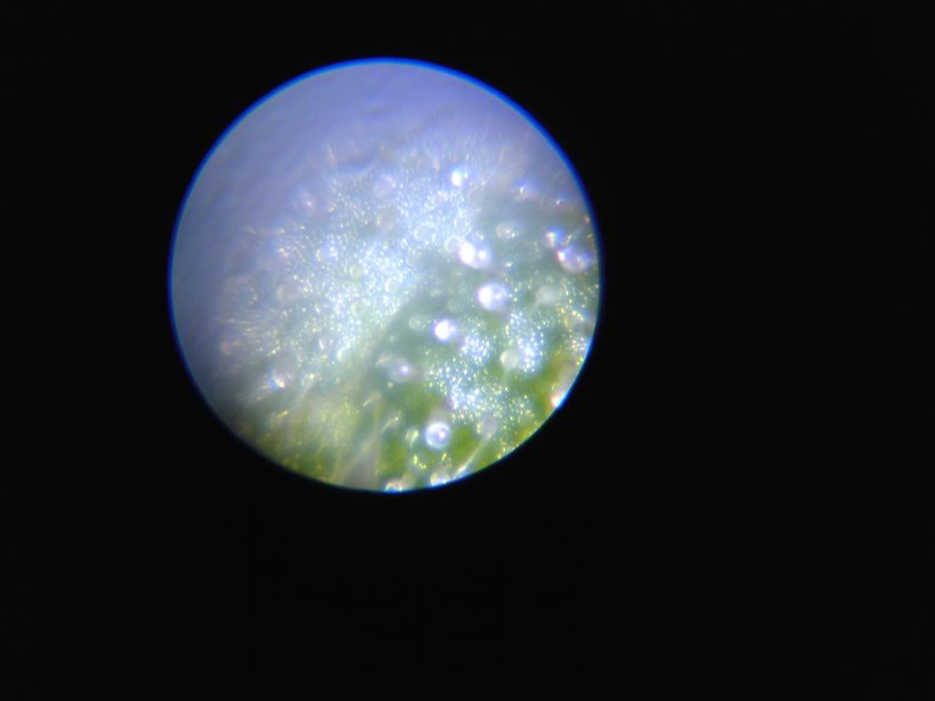 IMG00041.jpg