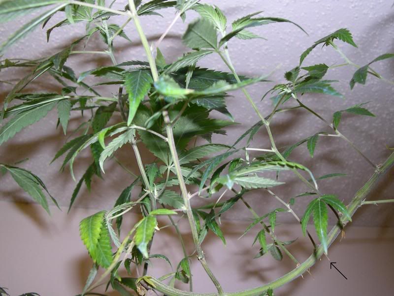 plant3.jpg
