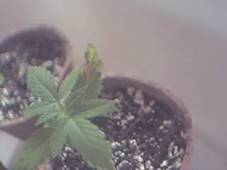plantproblem.jpg