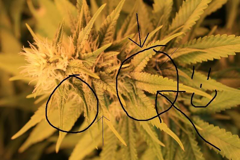 weed2.jpg