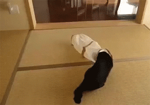 animals-being-dicks-gifs-tube-scare.gif
