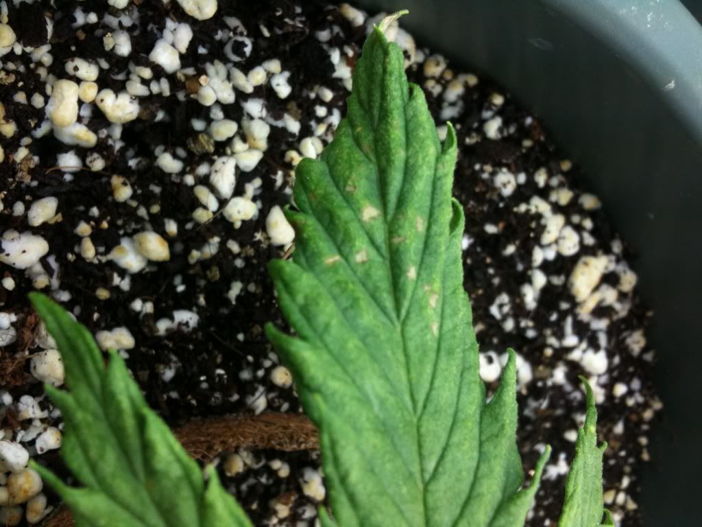 lsdleaf2.jpg
