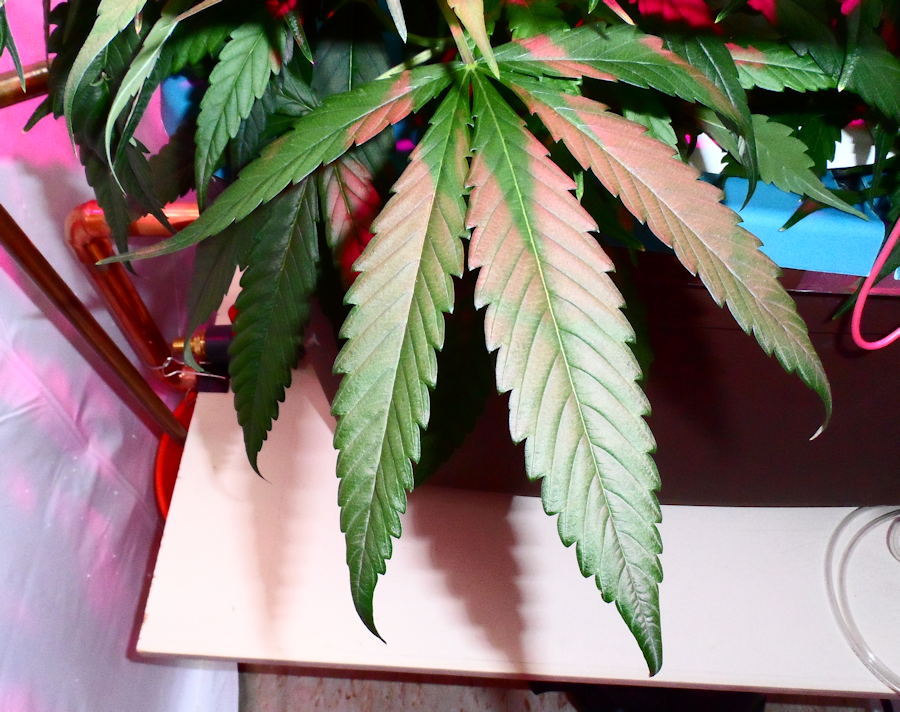 Leaf.png